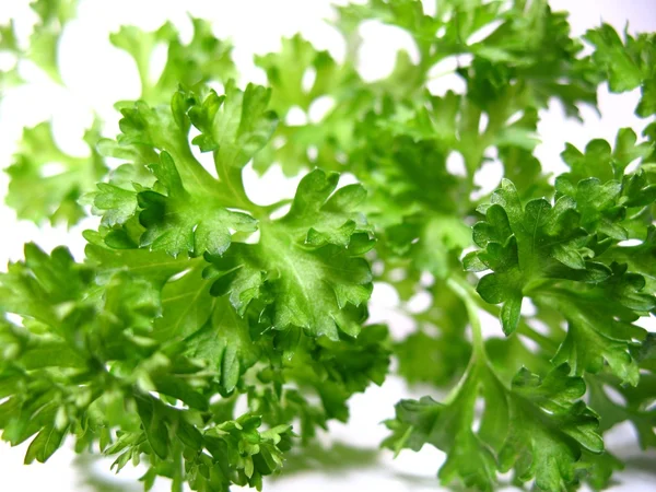 Detail green parsley herb — Stock Photo, Image