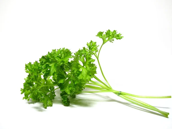 Detail green parsley herb — Stock Photo, Image