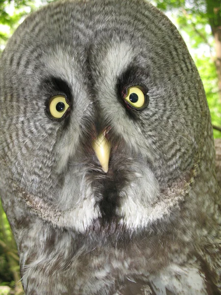 stock image Owl in the Zoo