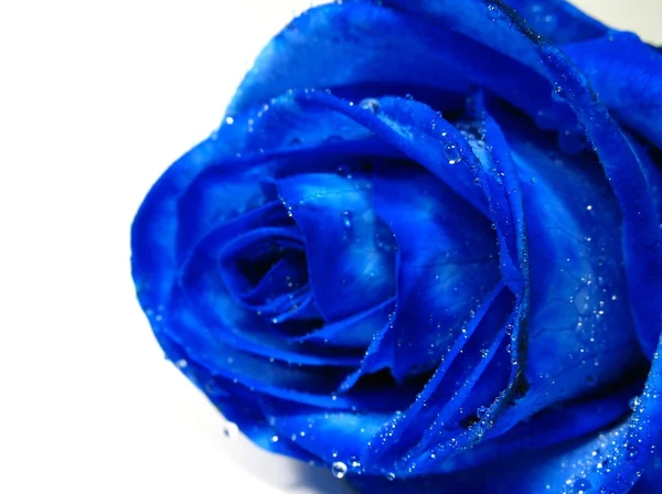 Синяя роза с обручальным кольцом — стоковое фото