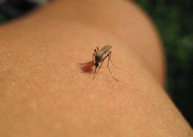 Sivrisinek