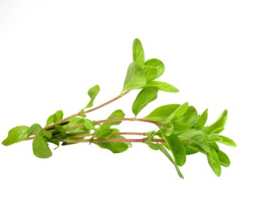 Marjoram clipart