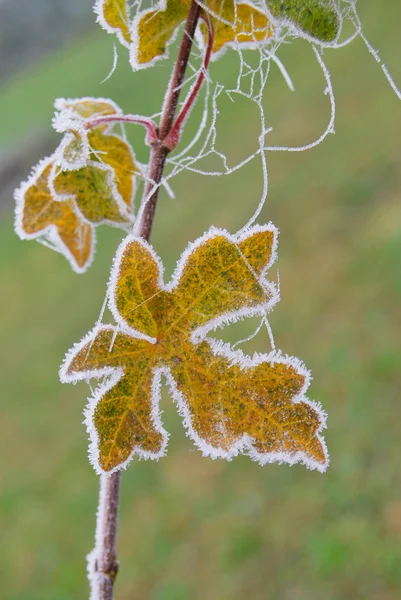 Frozen maple leaf — Stock Photo, Image