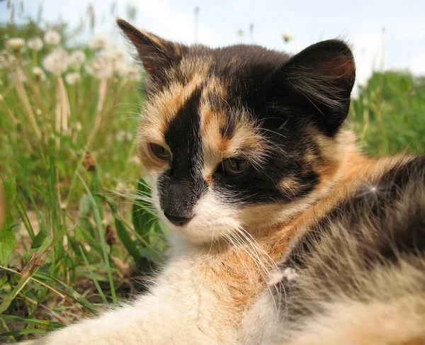 stock image Little cat