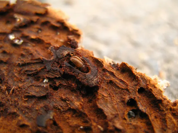 Bark beetle Royaltyfria Stockbilder