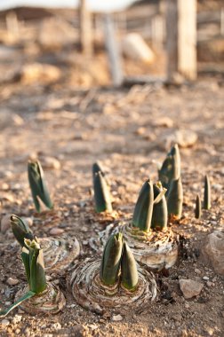 Buds in the ground clipart