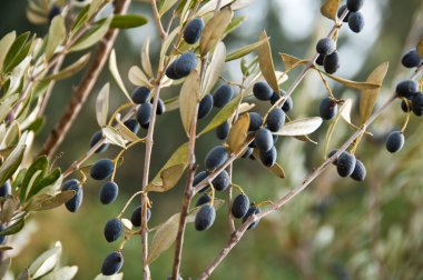 bir zeytin ağacı dalları