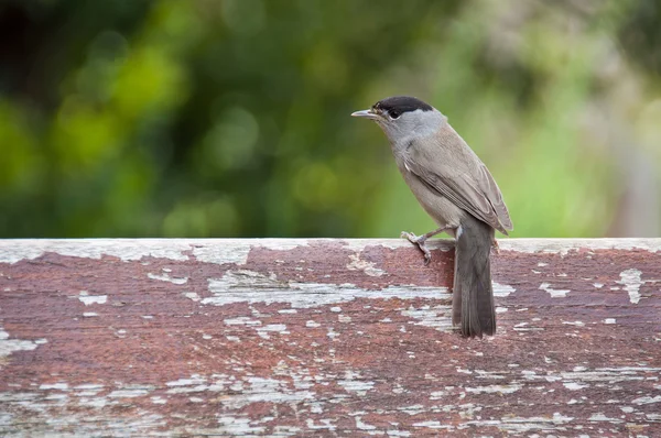 Sparrow sitting on a bench — Stock Photo, Image