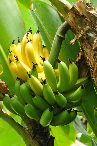 Half ripe Bananas — Stock Photo © umabatata #10054065