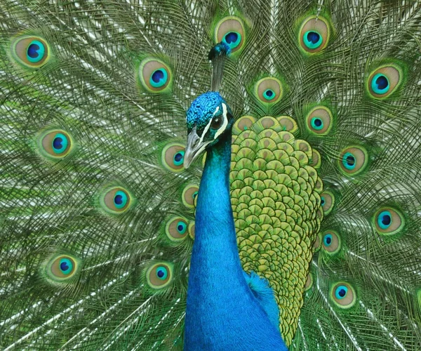 Peacock with tail up - left — Stock Photo, Image
