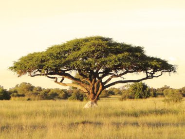 Acacia on the African plain clipart