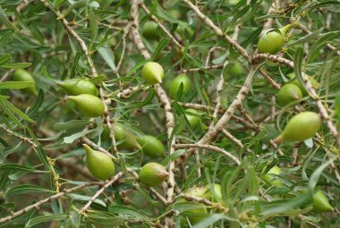 Seeds of Argan on tree clipart