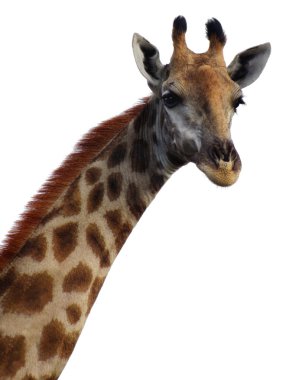 Giraffe neck and head on white background clipart