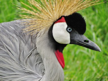 baş ve vücudunuzun tepeli vinç, uganda