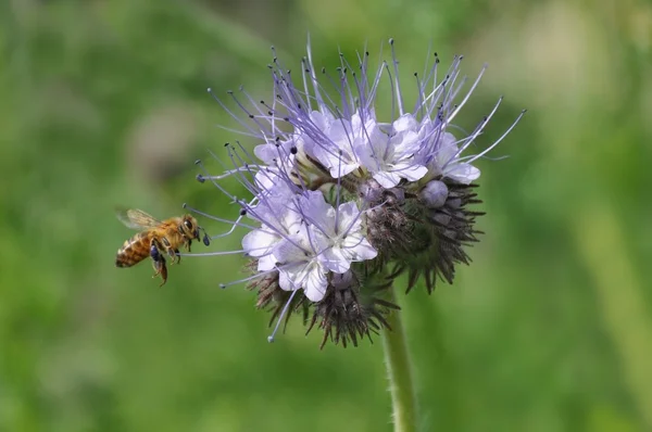 Pszczoła miodna na facelii — Zdjęcie stockowe