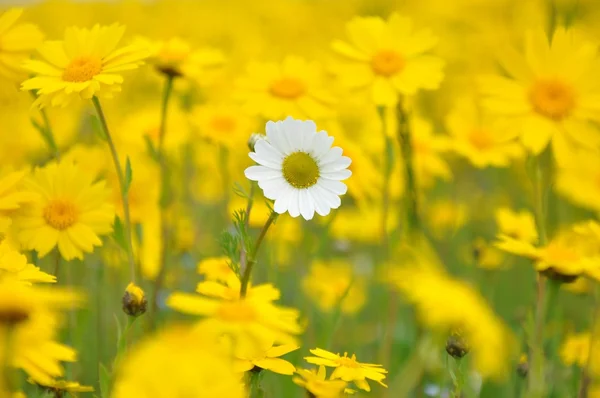 stock image White fllower among yellow flowers