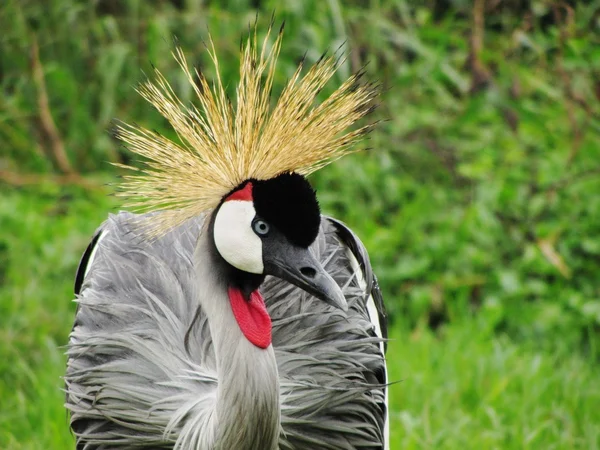 Body of Crested Crane, Uganda — Stock Photo, Image