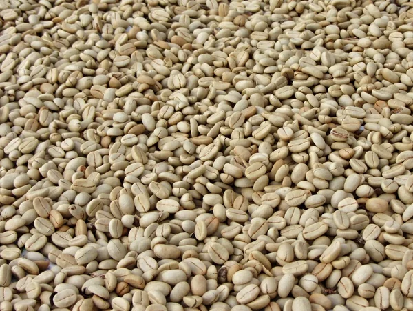 Koffie bonen met skins verwijderd drogen in de zon — Stockfoto