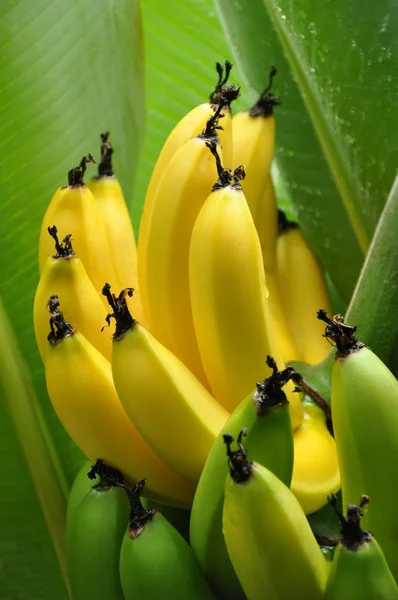 Halv mogna bananer — Stockfoto