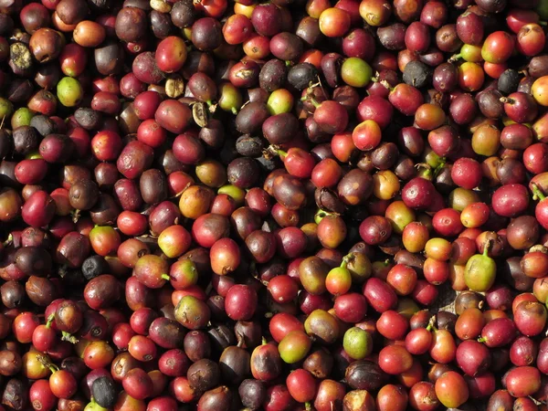 Kleurrijke koffiebonen drogen in de zon — Stockfoto
