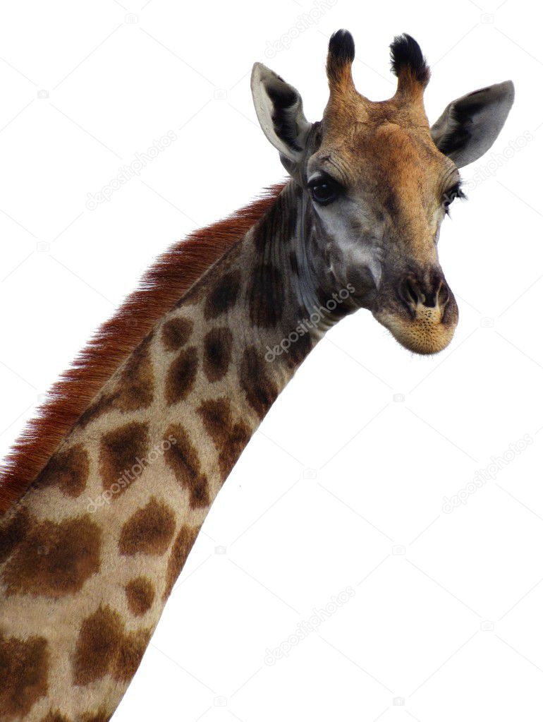 Giraffe neck and head on white background
