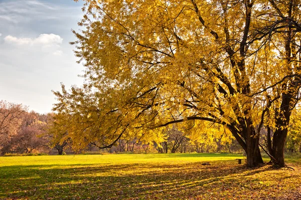 stock image Autumn tree