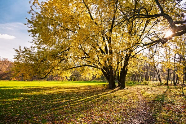 stock image Autumn tree