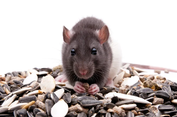 Rato faminto — Fotografia de Stock