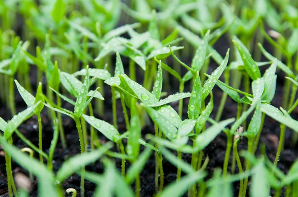 Seedling — Stock Photo, Image