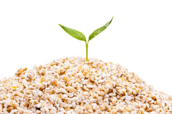 Keim von Getreide — Stockfoto