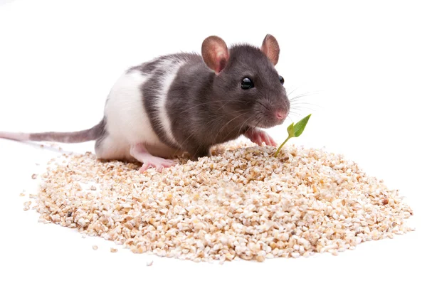 Rodent — Stock Photo, Image