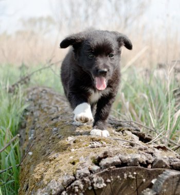 küçük köpek yavrusu