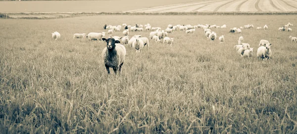 Stado owiec. — Zdjęcie stockowe