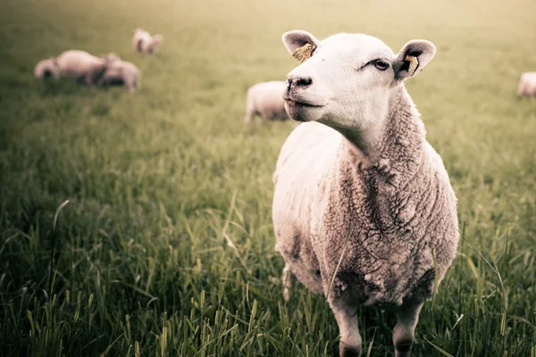 Овца, смотрящая в камеру — стоковое фото