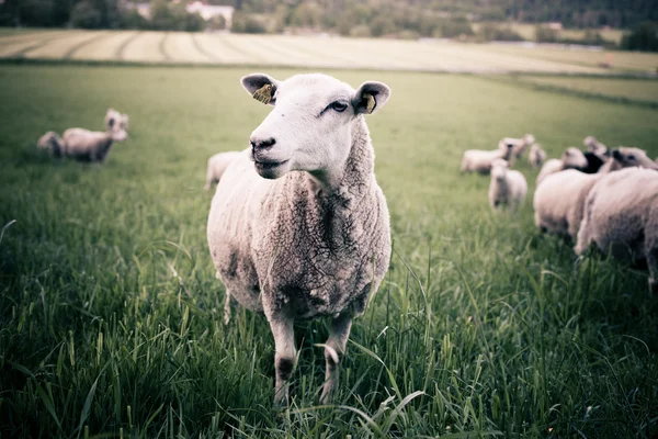 A sheep staring into the camera — Stock Photo, Image