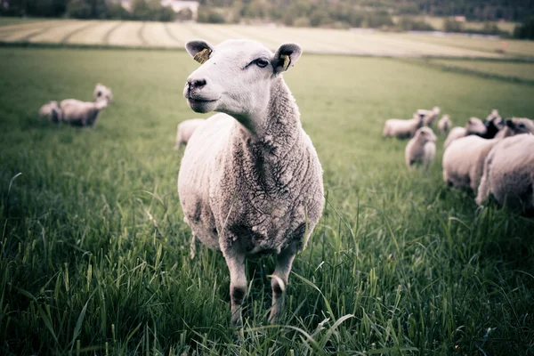 Uma ovelha a olhar para a câmara — Fotografia de Stock