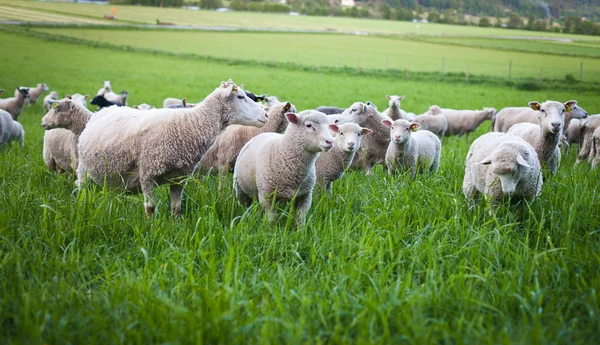 Стадо овець — стокове фото