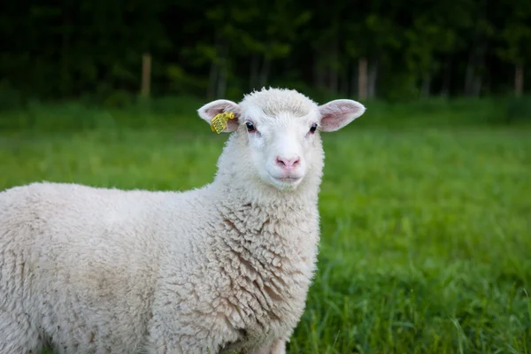 Одинокие овцы смотрят в камеру — стоковое фото