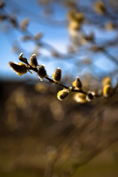La primavera está cerca —  Fotos de Stock