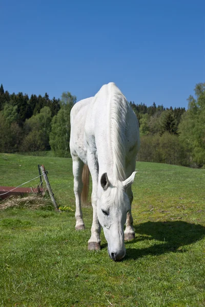 Koń pastwiskowy — Zdjęcie stockowe