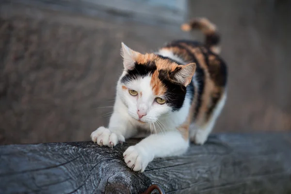 Cute cat clawing away at a wooden log