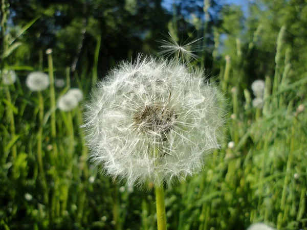 stock image Fluffy dandelion