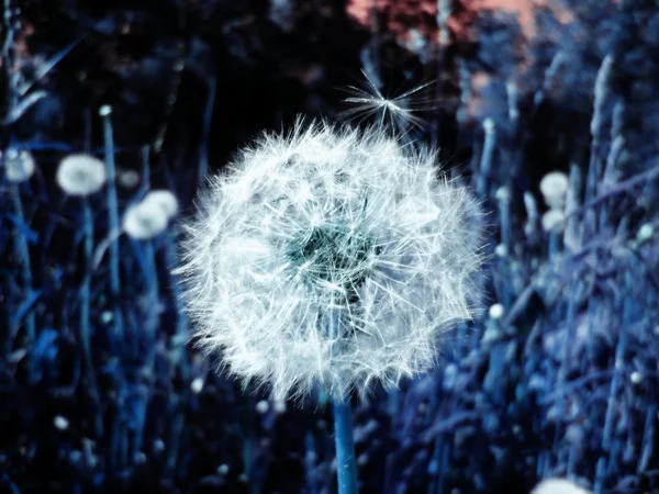 Dandelions in space fantasy abstract background
