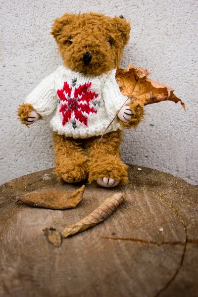 Evlatlık teddy — Stok fotoğraf
