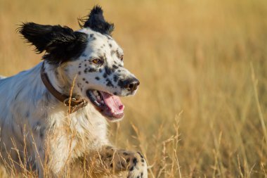 İşaretçi safkan köpek closeup çalışan