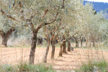 Plantation of olive trees clipart