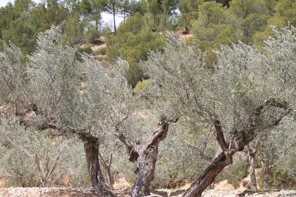 stock image Ancient olive tree