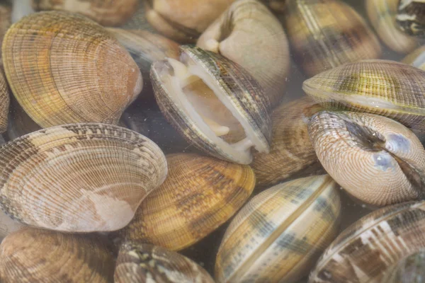 Моллюски в воде — стоковое фото