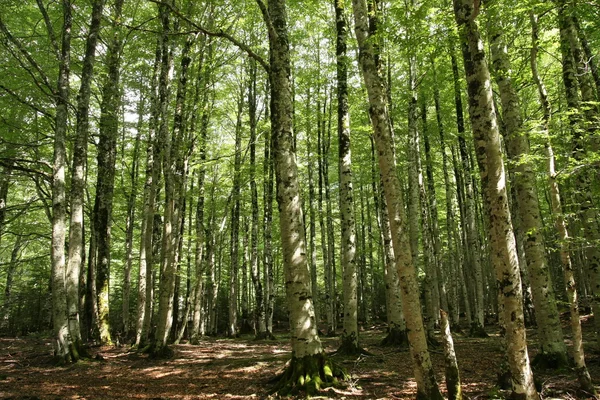 Buk drzewo las — Zdjęcie stockowe
