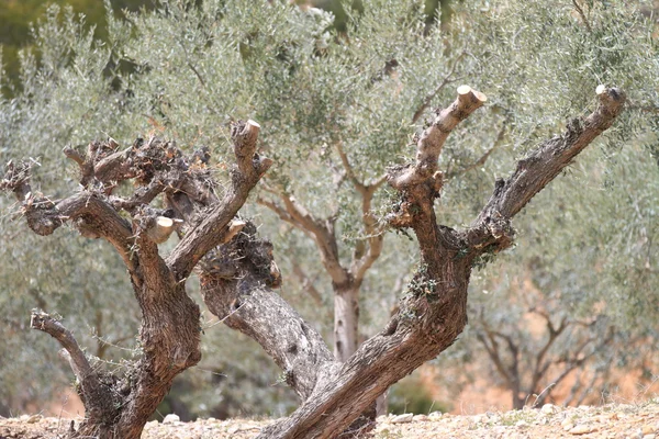 Ancient death olive tree — Stock Photo, Image